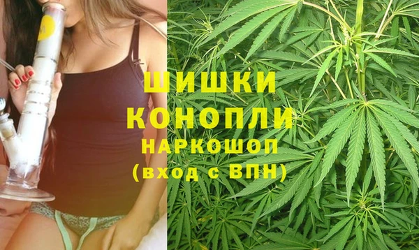 шишки Белокуриха
